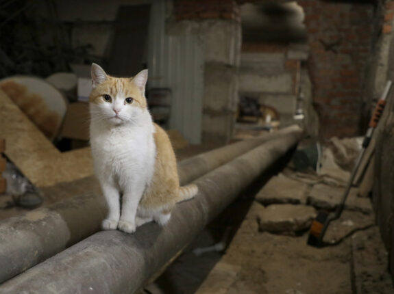 Beneath the Ruins: Resilience and Recovery in Izium