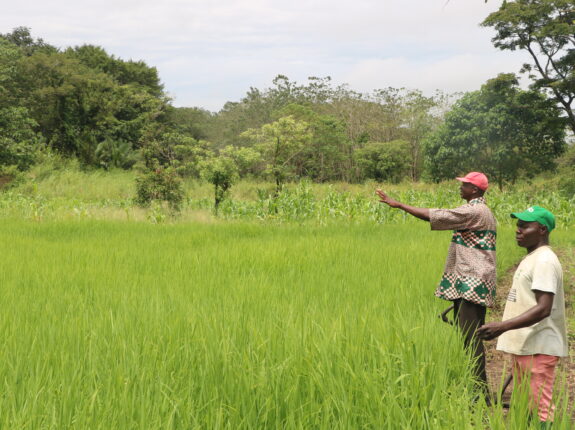 Yaka Ti Kekereké – “Farming for Tomorrow”: Local Rice in Alindao